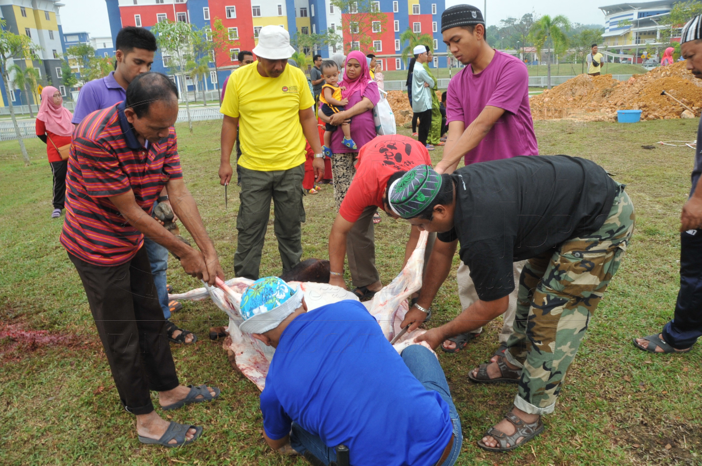 PRO15 150 KORBAN HAS 6848